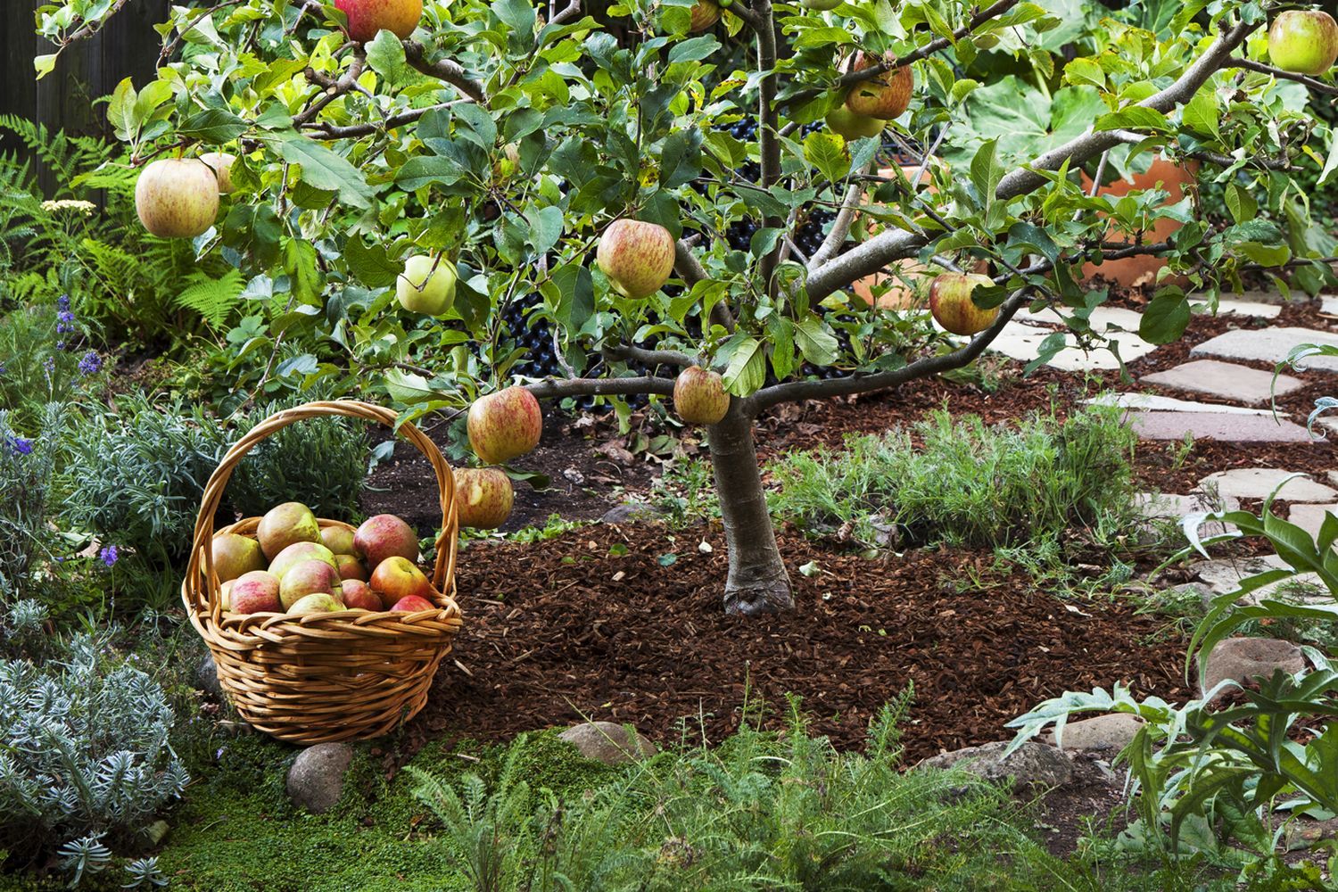 a fruit tree that is producing apples