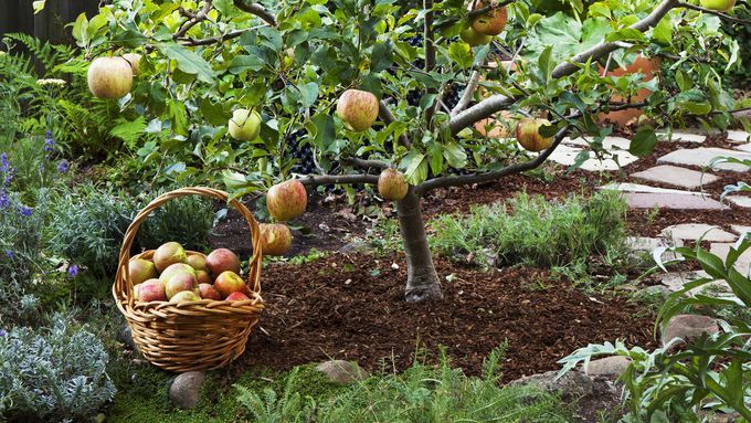 a fruit tree that is producing apples