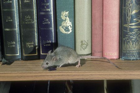 A mouse on a shelf in front of some books.