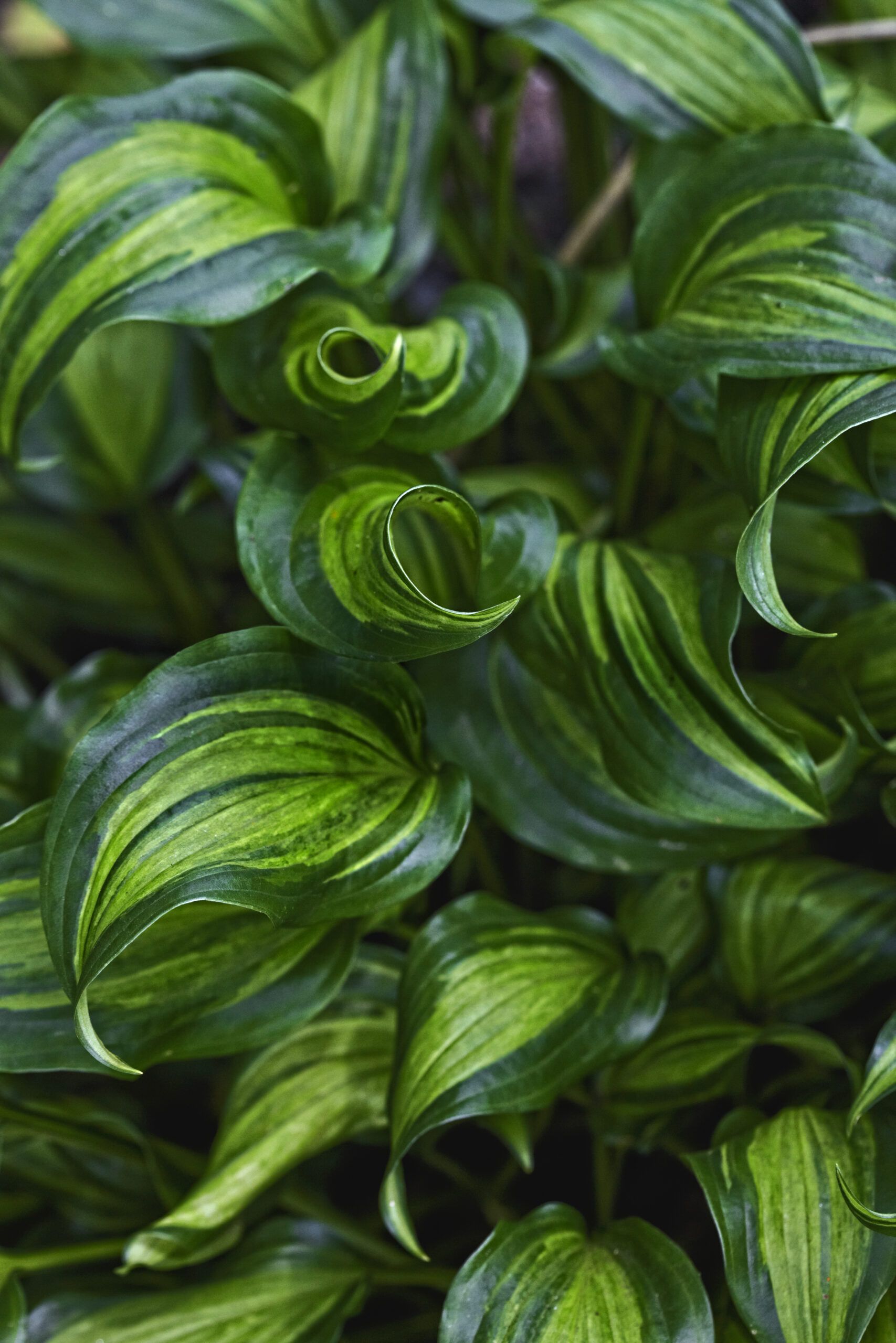 Yellow, gold and green banding on the basal leaves of the giant