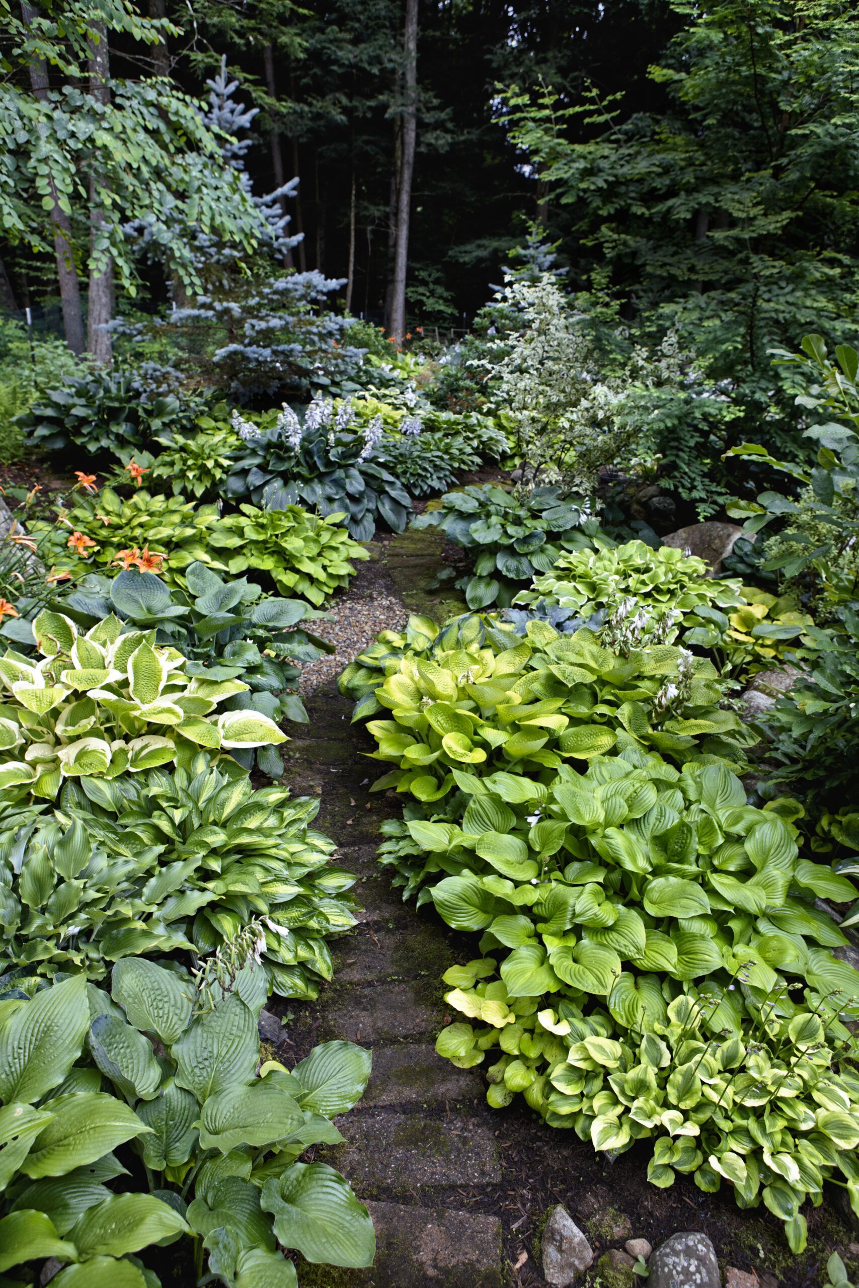 Image of Hostas in a garden