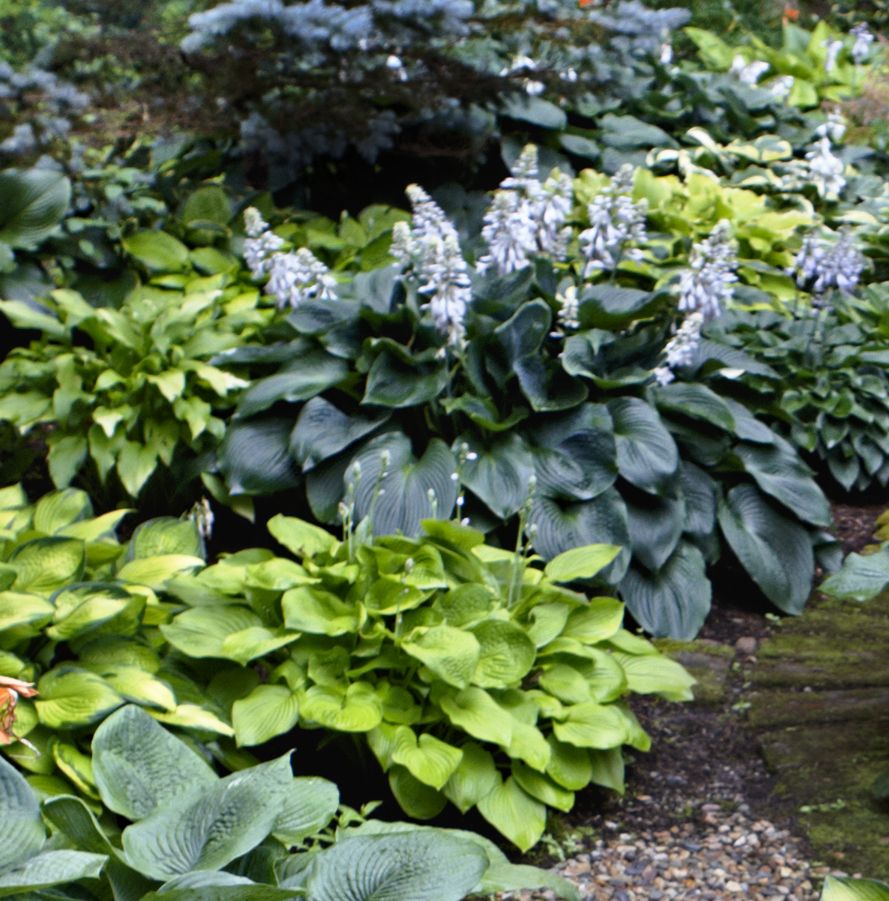 Grow a Lush Shade Garden With Hostas - This Old House