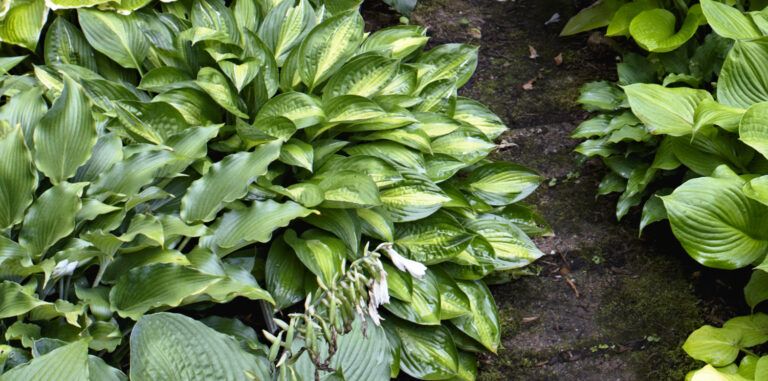 Grow a Lush Shade Garden With Hostas - This Old House