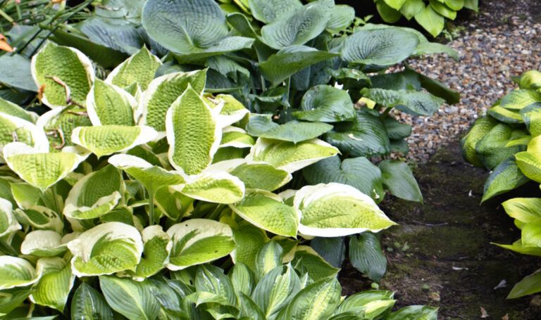 Grow a Lush Shade Garden With Hostas - This Old House