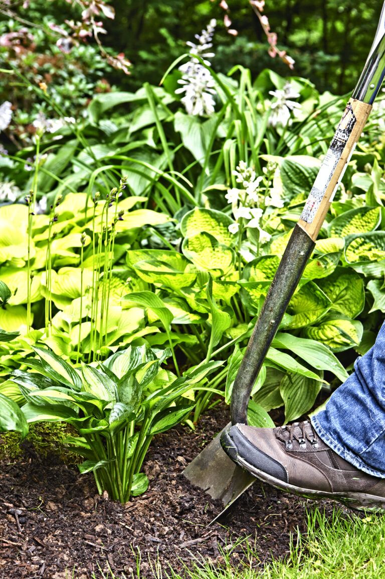 Grow a Lush Shade Garden With Hostas - This Old House