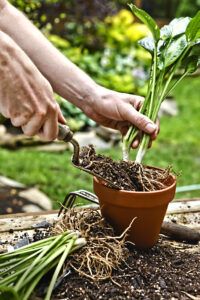 Grow a Lush Shade Garden With Hostas - This Old House