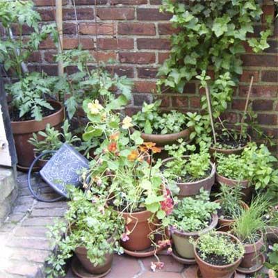 A small herb garden.