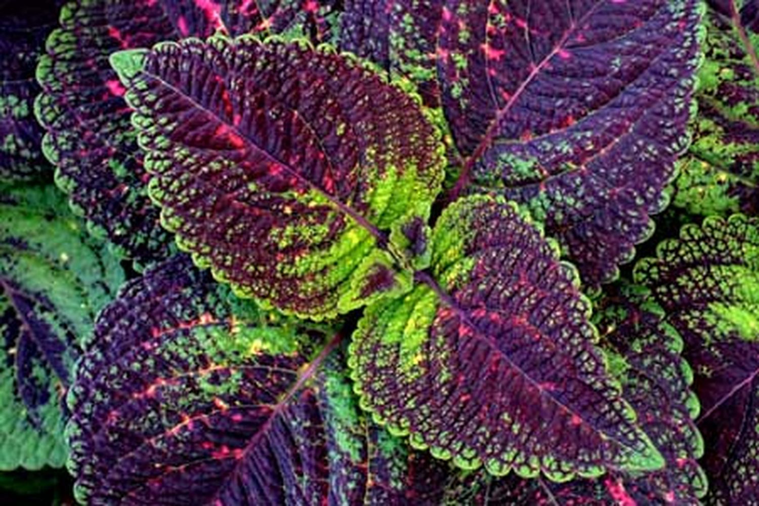 Coleus (Solenostemon scutellarioides)