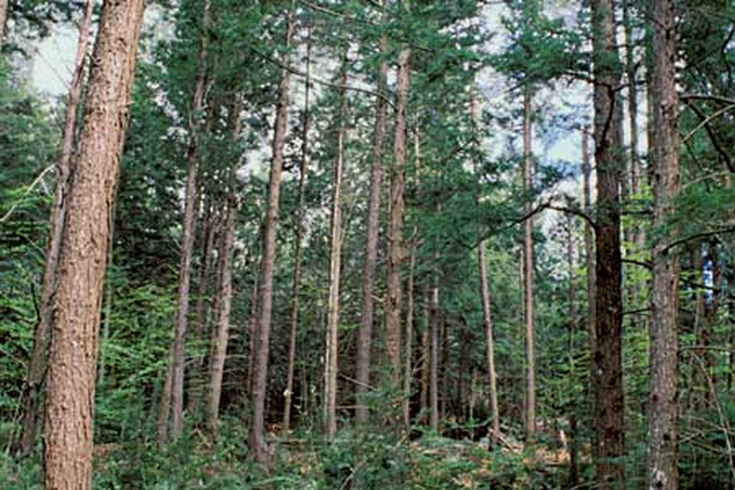 green_flooring_toutX