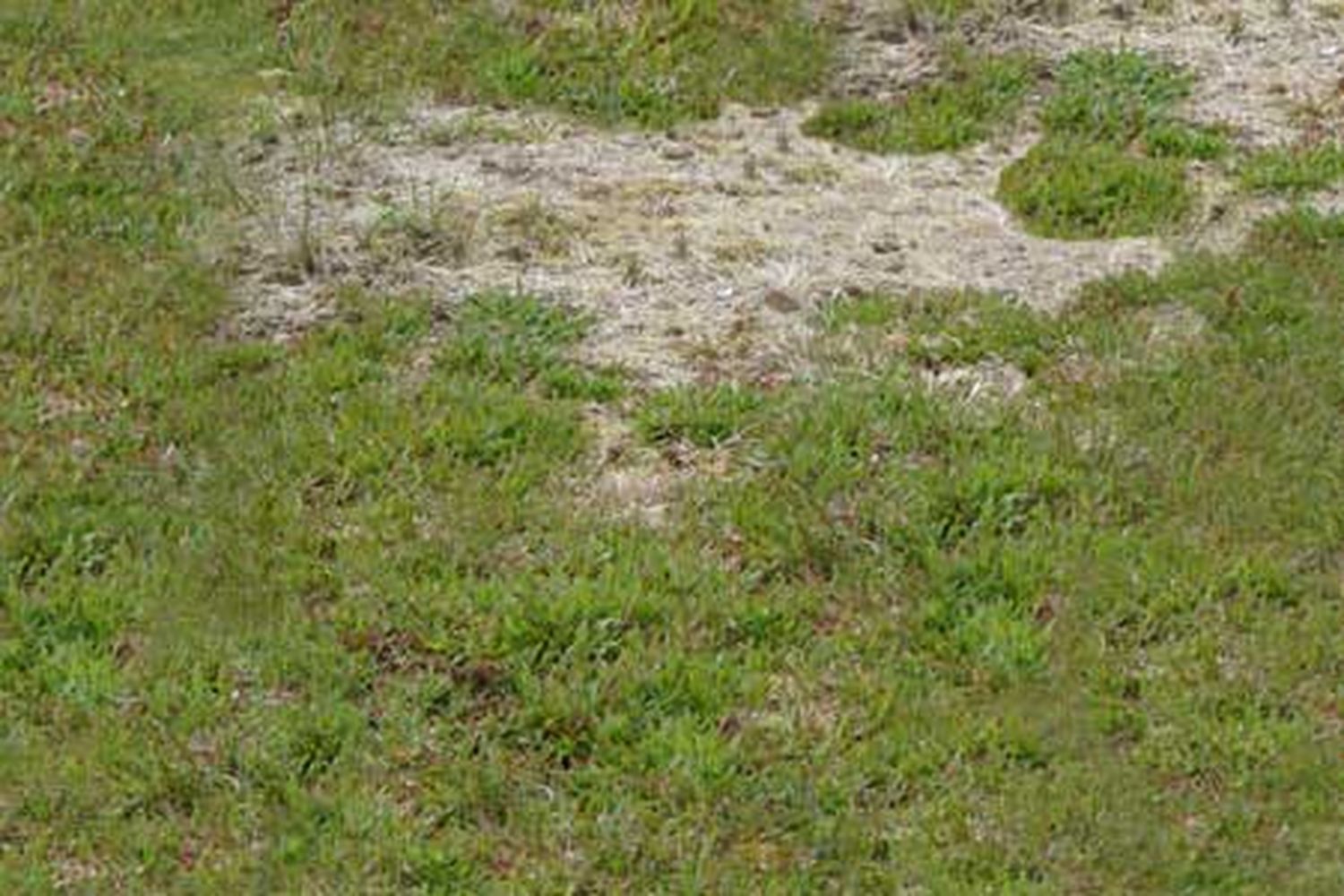 A lawn with a brown spot caused by grub damage