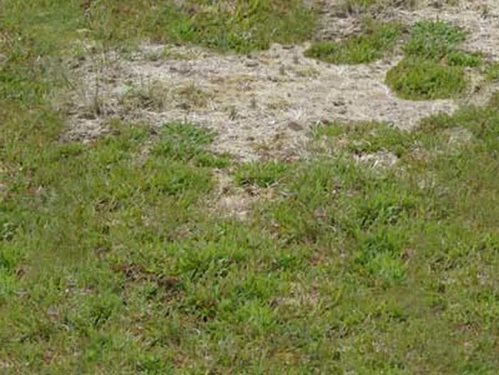 A lawn with a brown spot caused by grub damage