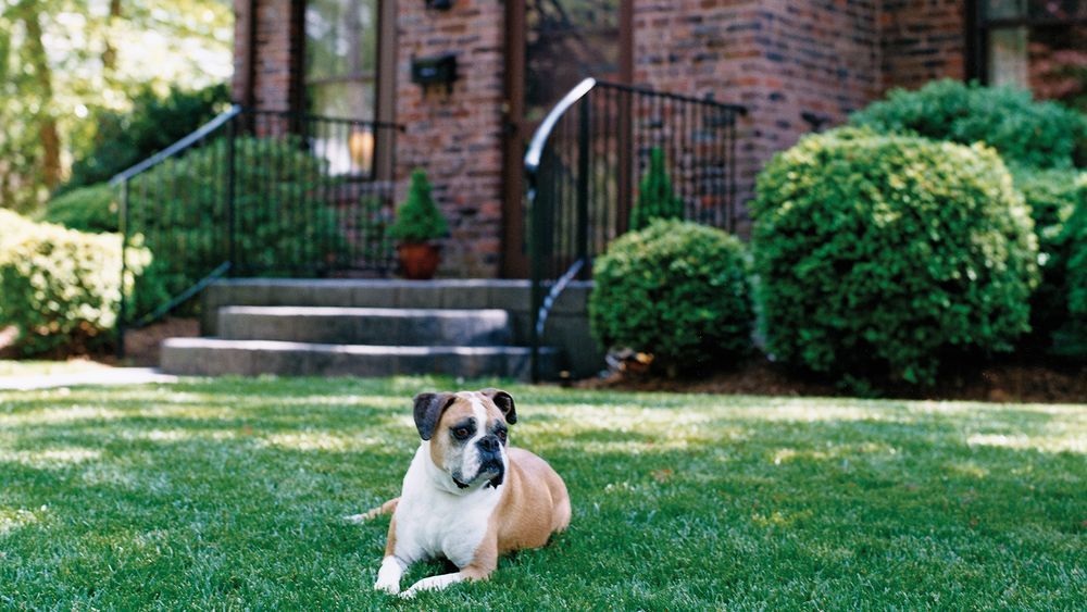 A dog sitting on a well maintained lawn in front of a house