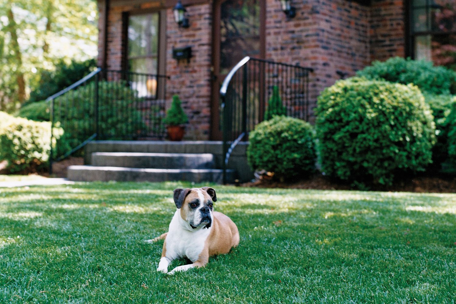 A dog sitting on a well maintained lawn in front of a house
