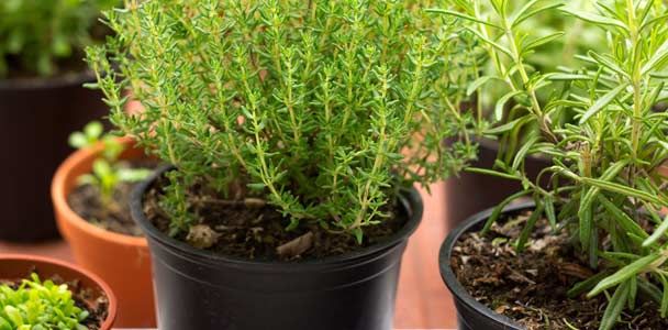 Add Healthy Herbs to Your Garden - This Old House