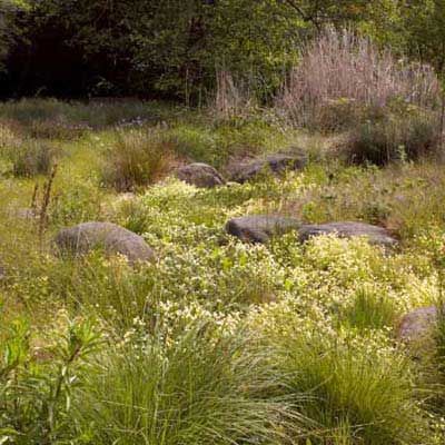 A field of long grasses and large rocks creating a swale.