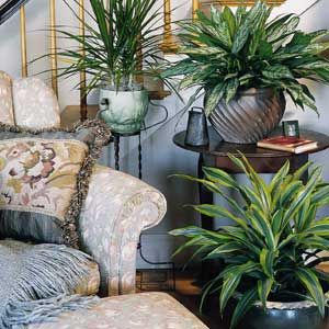 Several potted houseplants near a stairwell.