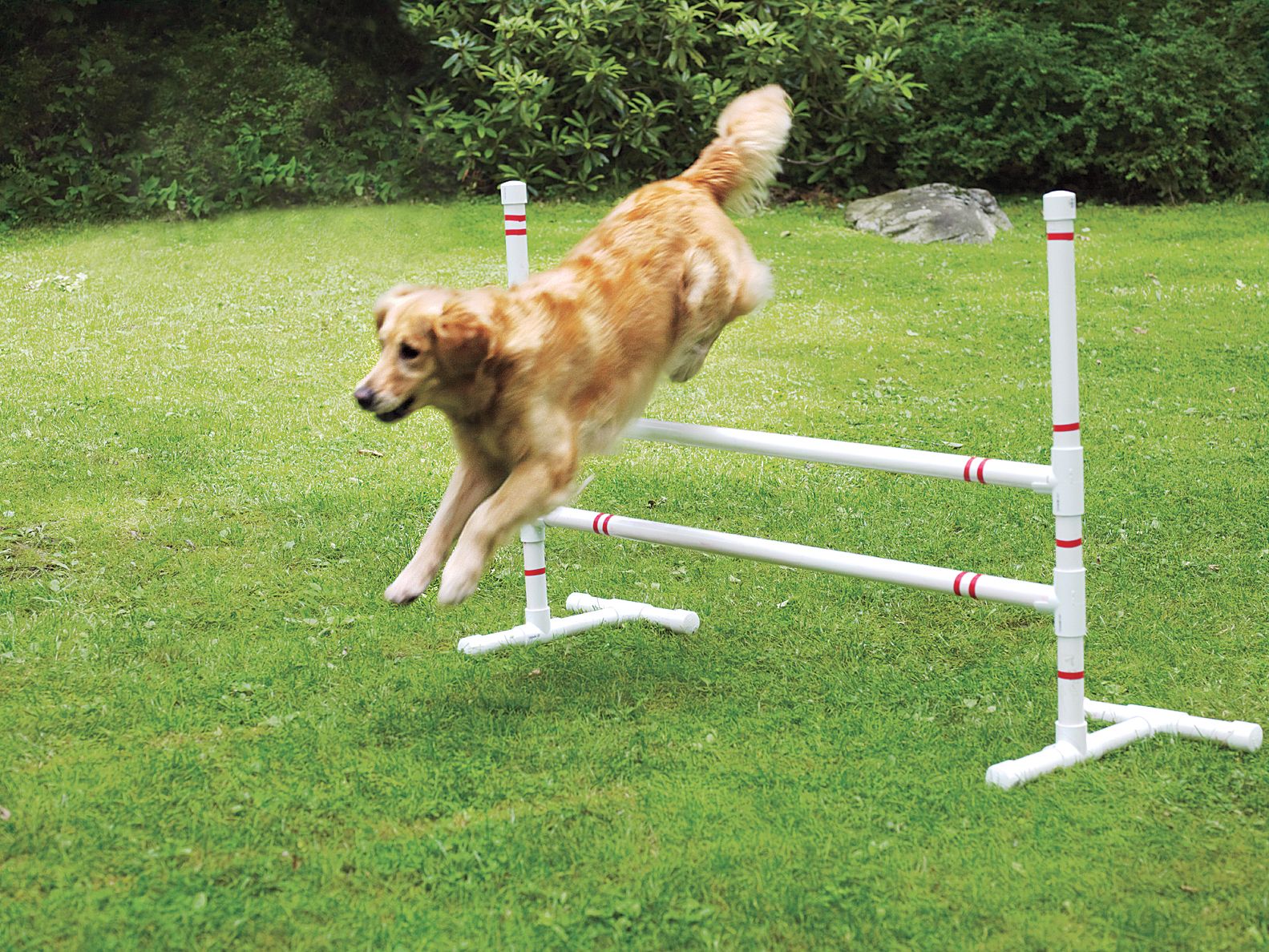 How to Make a DIY Dog Agility Course