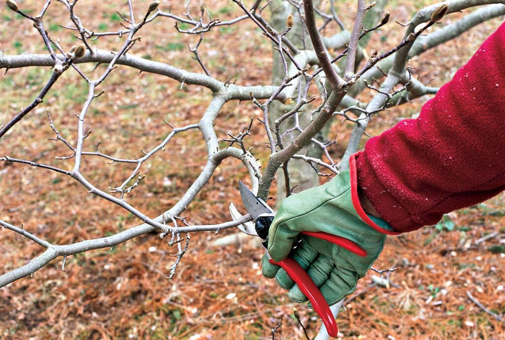 How to Prune a Tree - This Old House