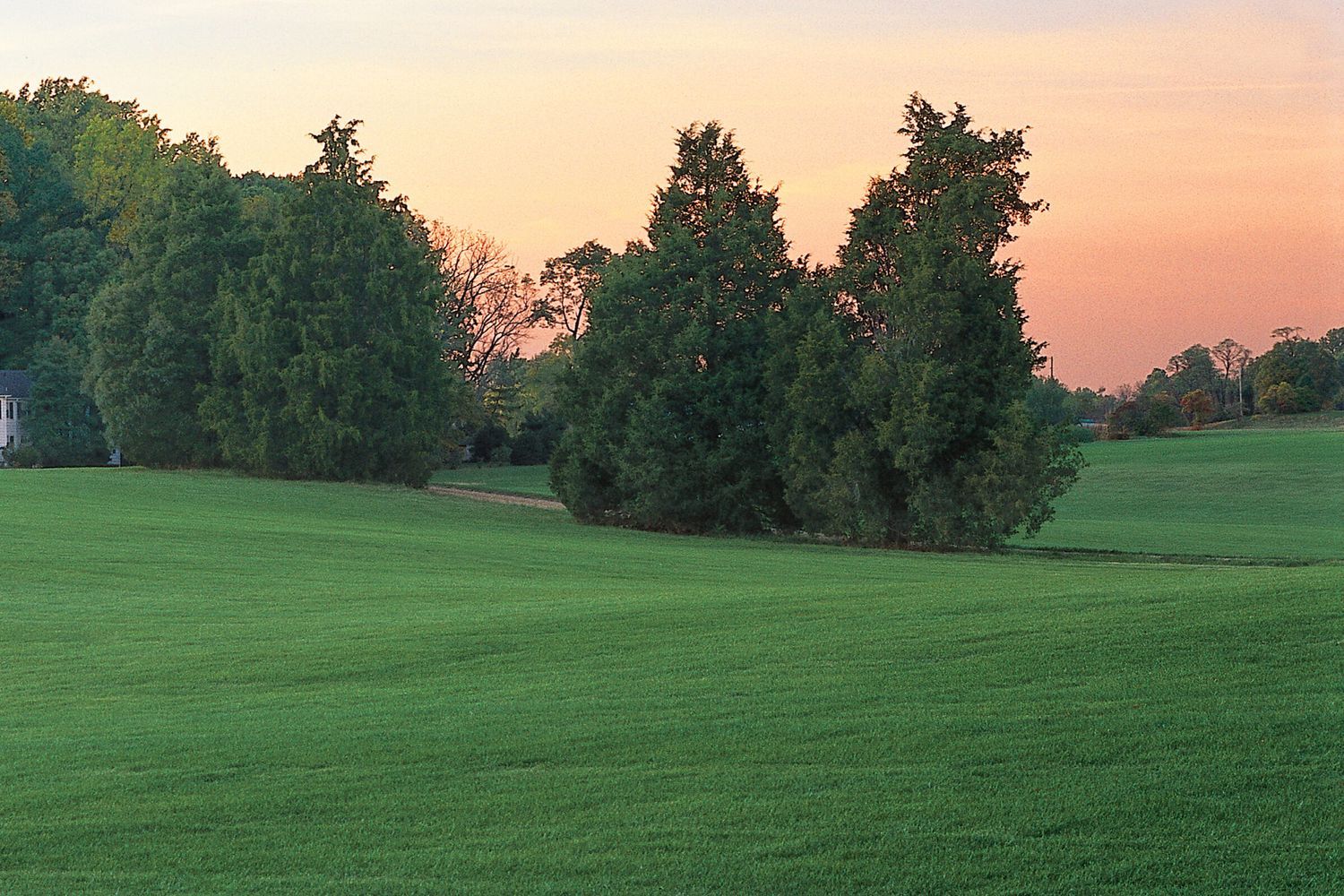 howto_seedlawn_01