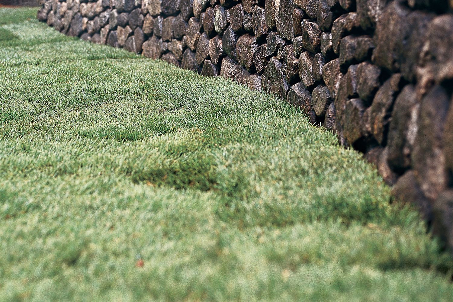 A neatly laid sod lawn extends up to a stone retaining wall, with a wooden fence and house in the background.