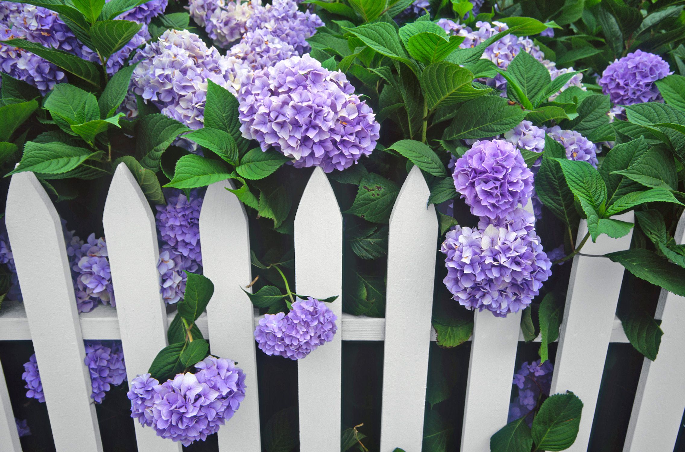 A picket fence with hydrangea growing beside it.