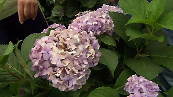 hydrangeas_xl