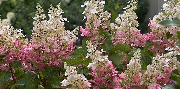 10 New Hydrangeas Youll Want to Grow Now - This Old House