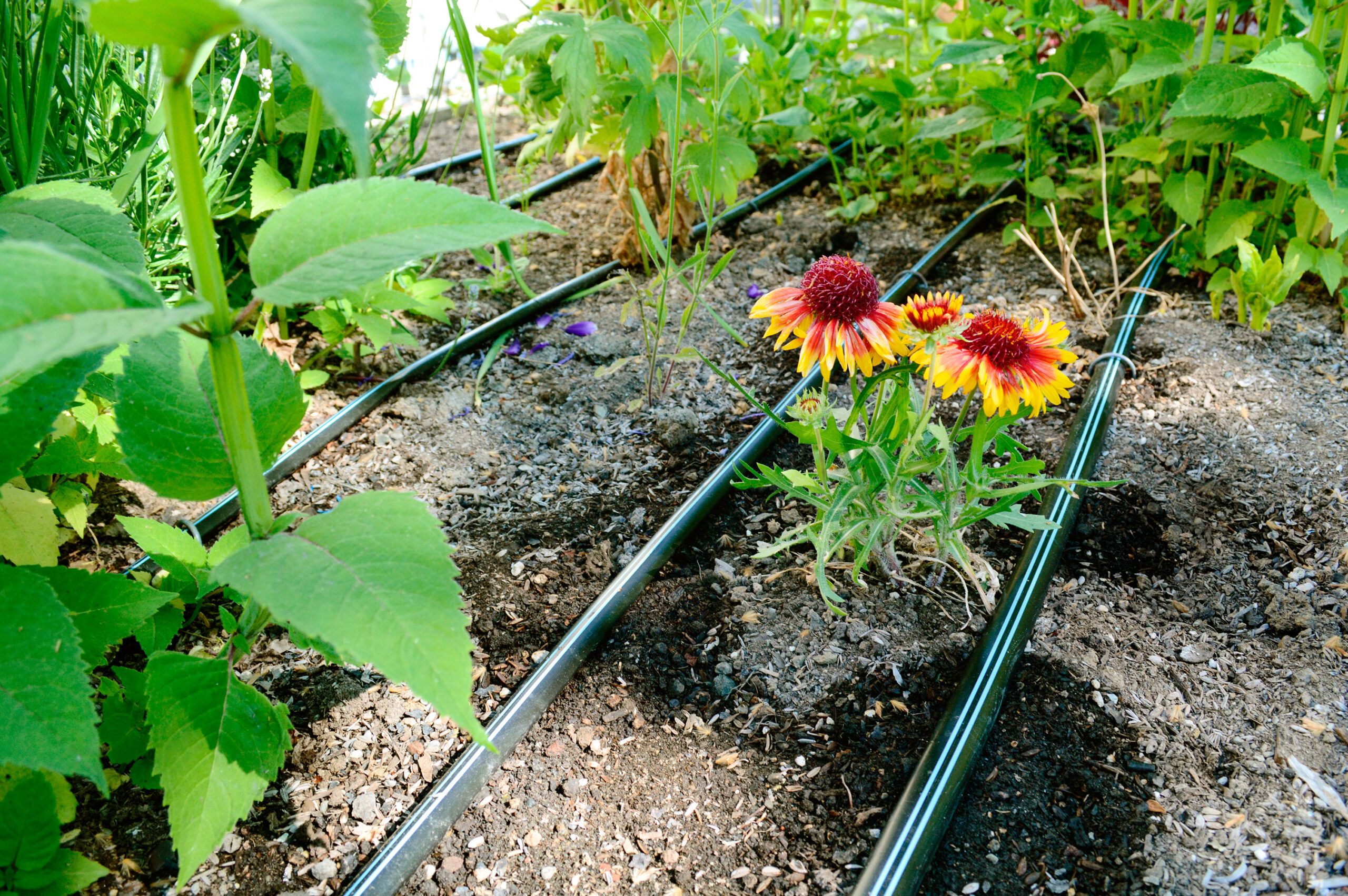 Irrigation hoses being run through a garden box.