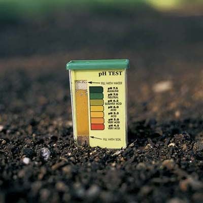 A ph test device sitting in some soil.