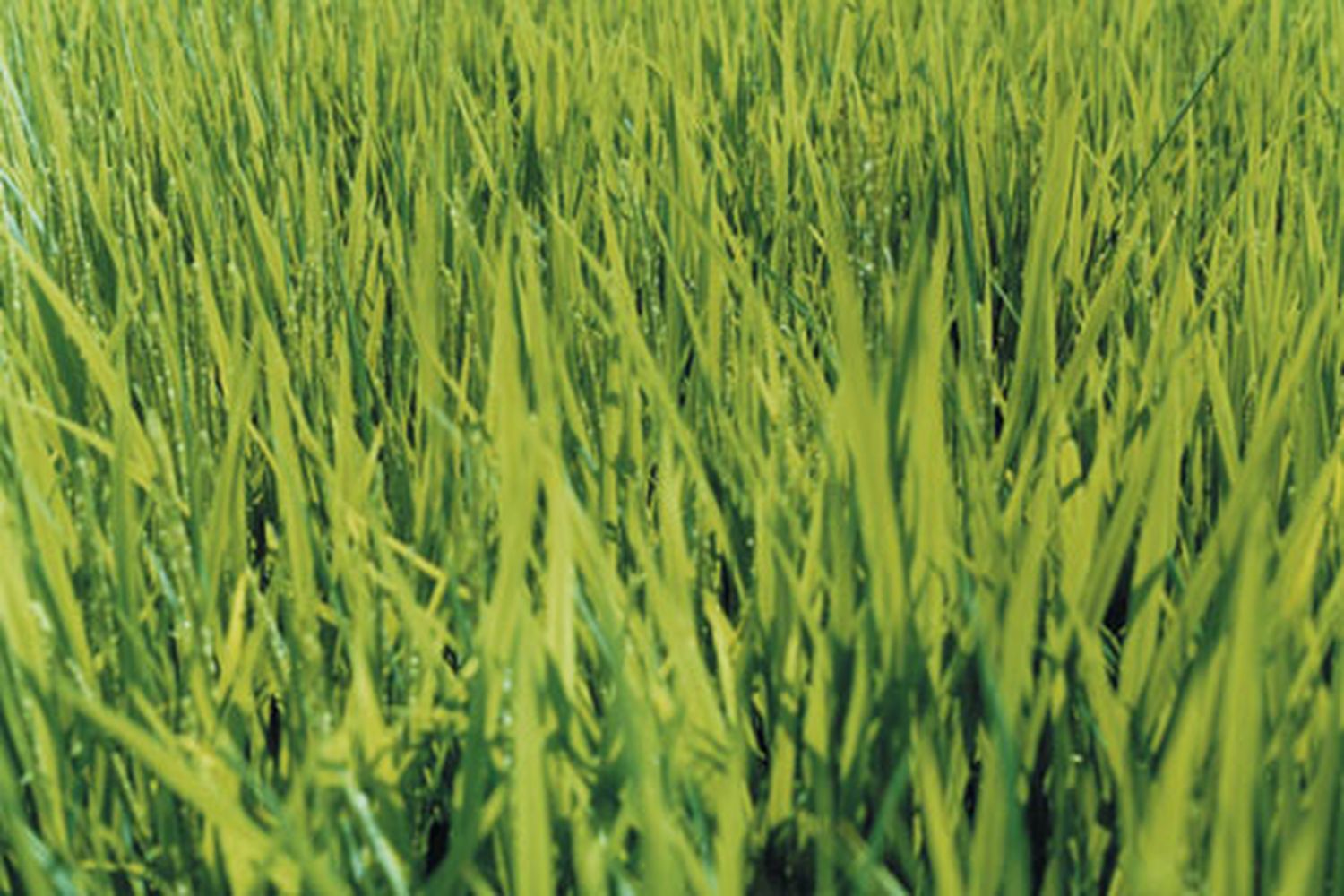 lawn_pests_x