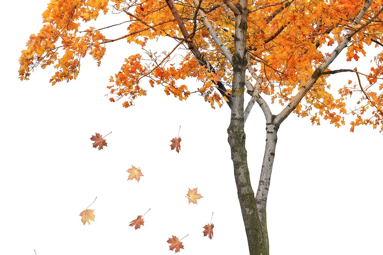 leaf_disposal