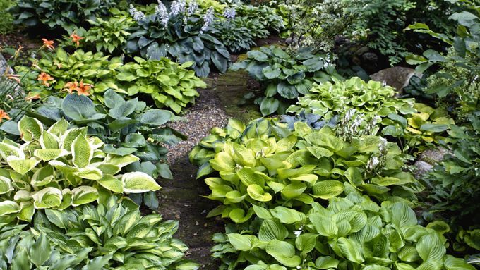 main_image_hostas