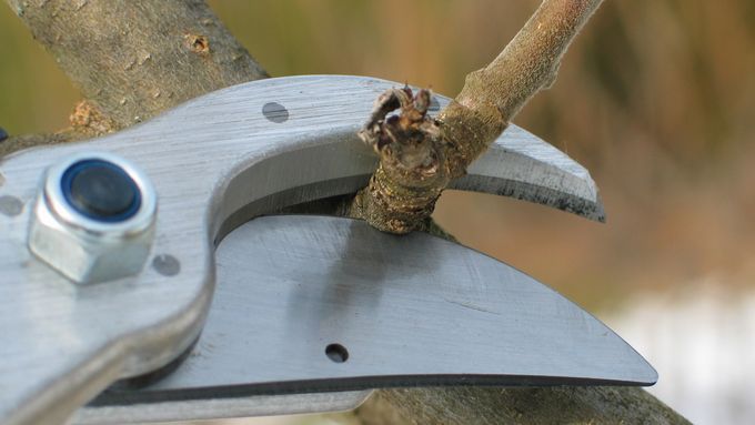 A pruning tool being used to prune a fruit tree.