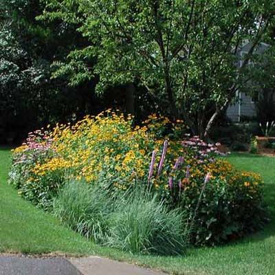 A rain garden with colorful flowers.