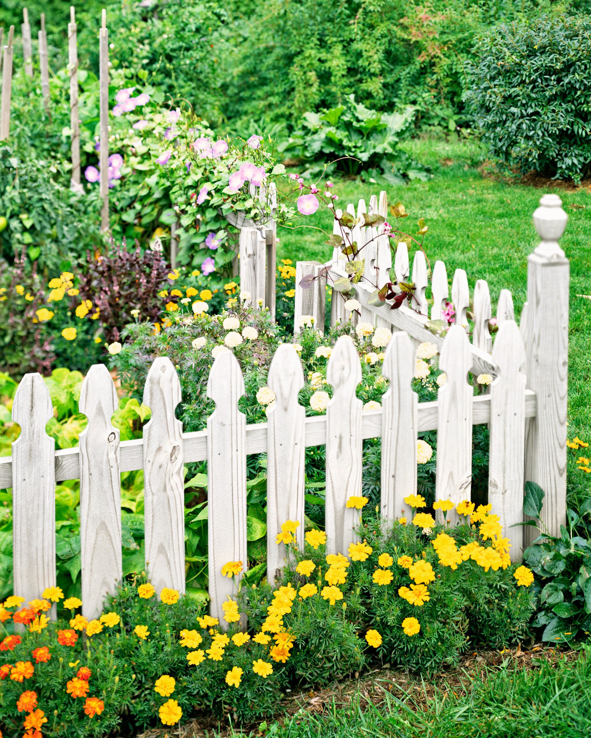 A picket fence with Marigold growing beside it.