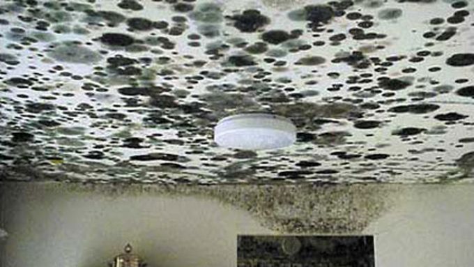 mold_mildew_x