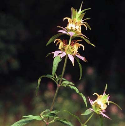 Image of horsemint, which is a great type of flower to have in a cutting garden