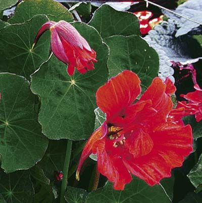 Image of nasturtium, which is a great type of flower to have in a cutting garden