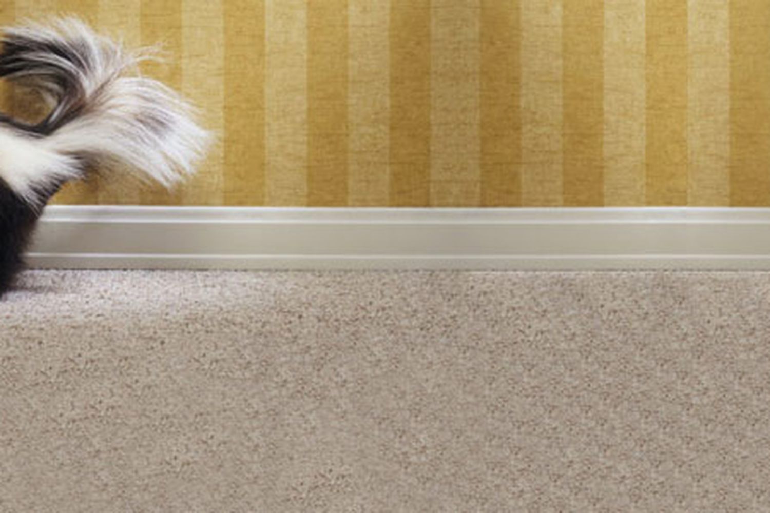 Bad smelling skunk inside a carpeted room.