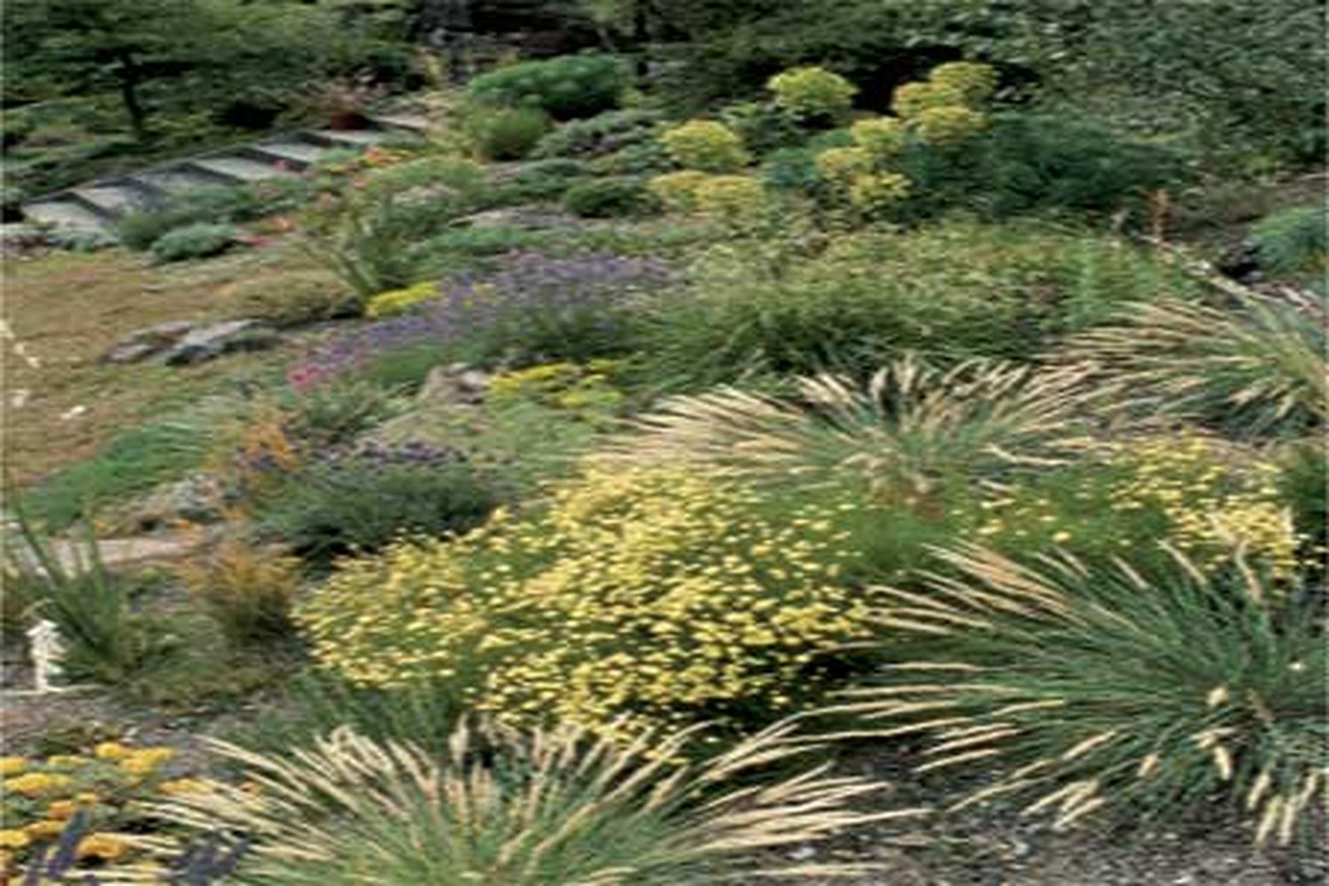 Ornamental grasses