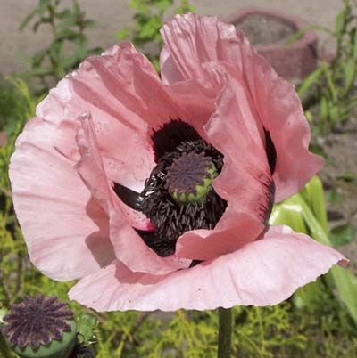 Image of a poppy, which is a great type of flower to have in a cutting garden