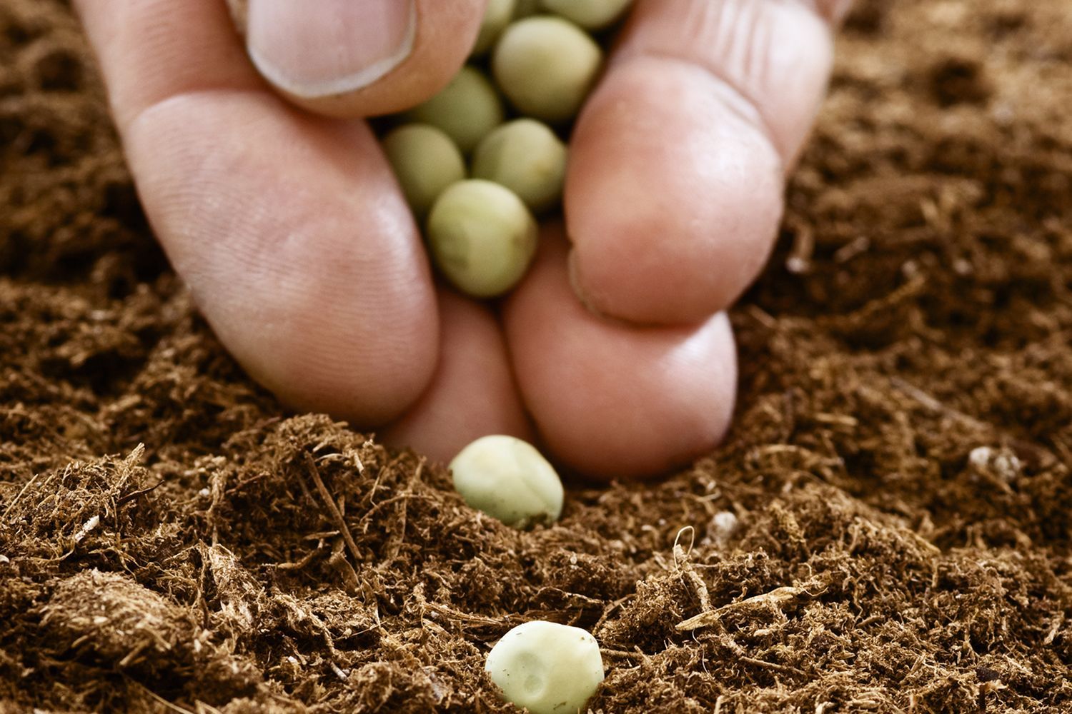peas_xl