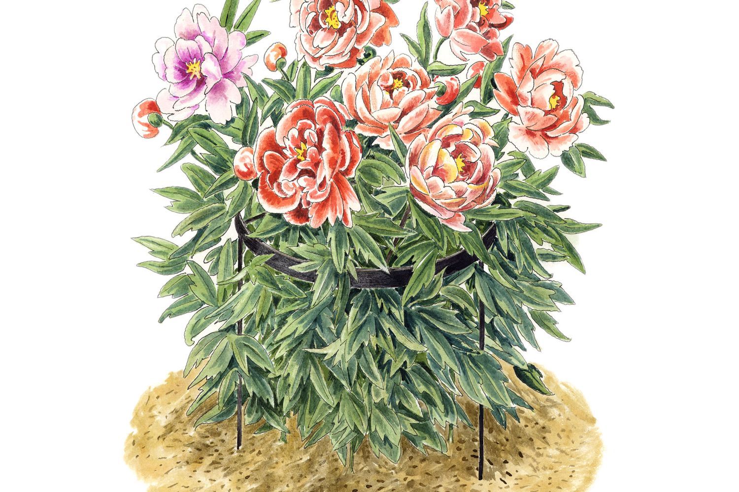 Illustration of staked peonies.