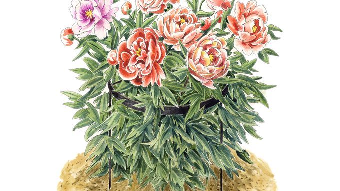 Illustration of staked peonies.