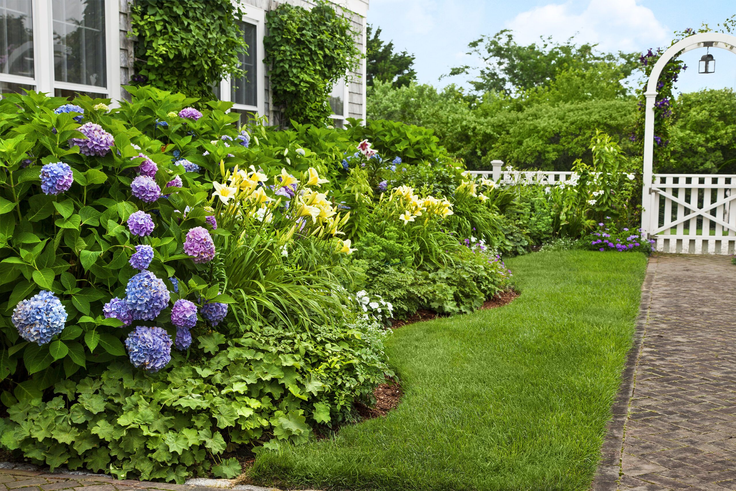 Old and New These traditional English garden irises contrast with