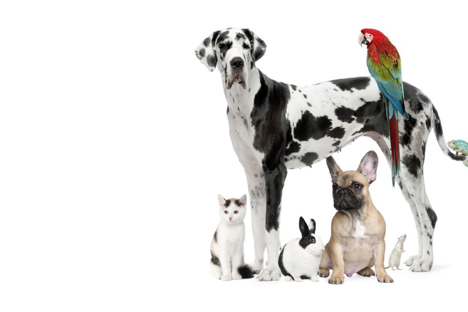 Many different types of pets that need proper home environments.