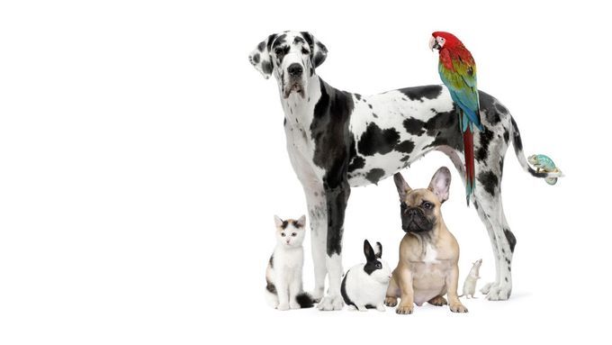 Many different types of pets that need proper home environments.