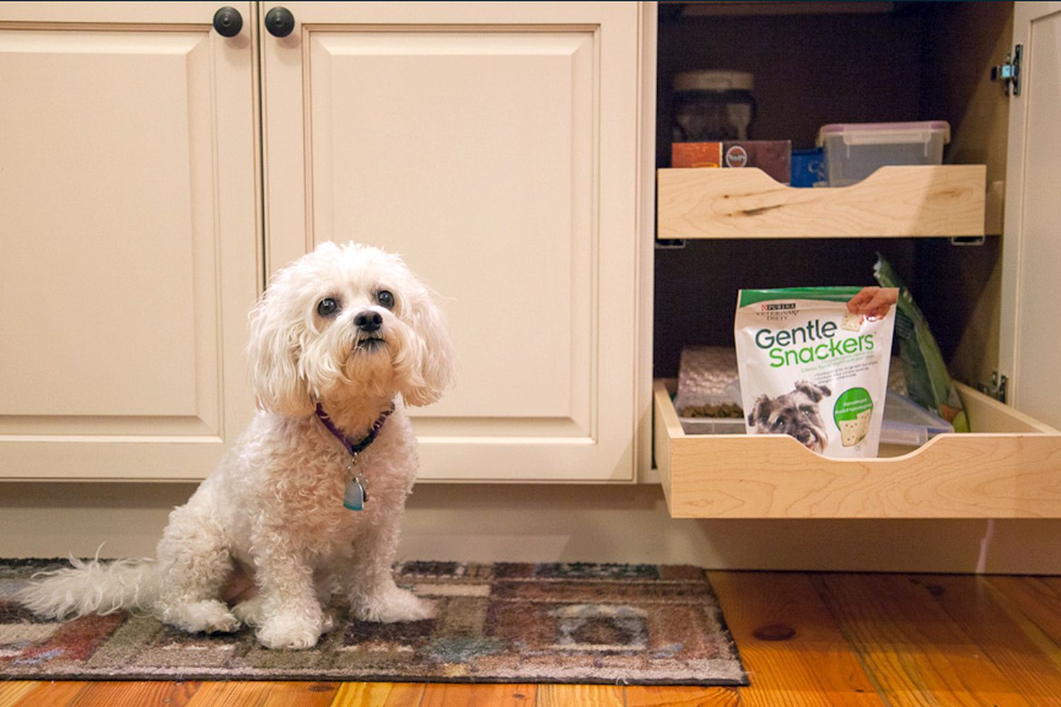 A dog waits next to a bag of treats.