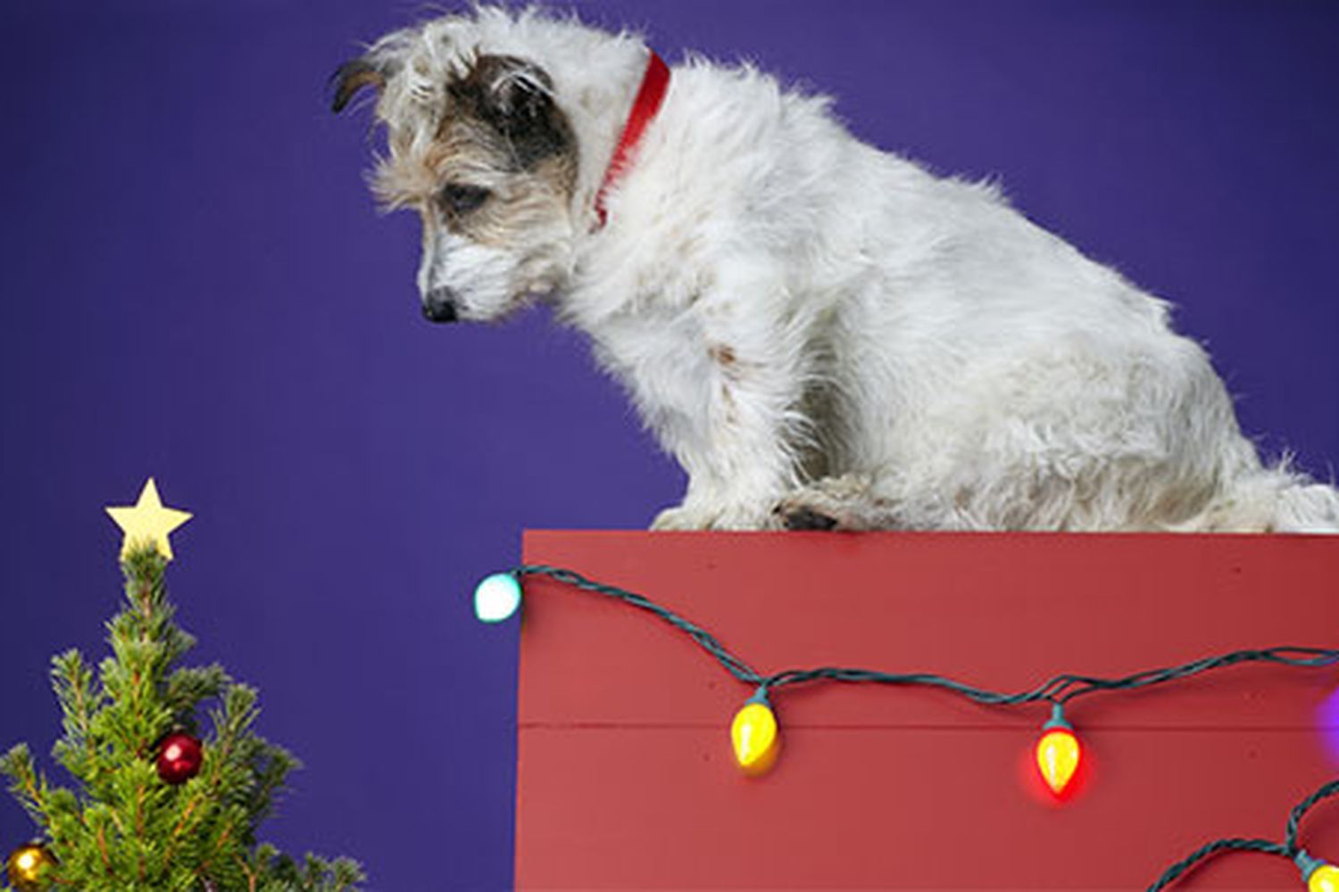 pet_safety_xl