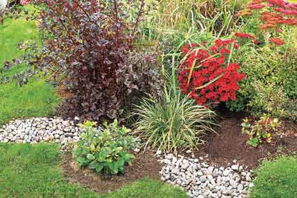 A rain garden by a walkway.